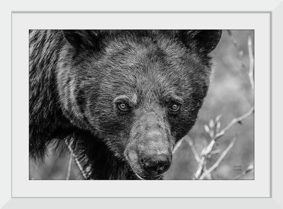 “Bear Portrait BW“, Nathan Larson