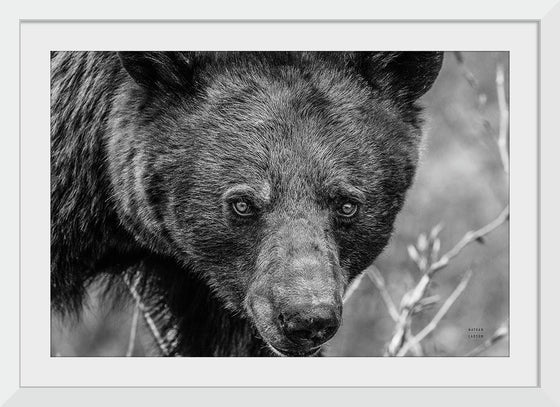 “Bear Portrait BW“, Nathan Larson