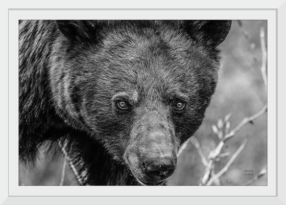 “Bear Portrait BW“, Nathan Larson