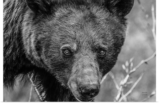 “Bear Portrait BW“, Nathan Larson