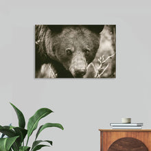  “Bear Portrait Sepia“, Nathan Larson