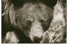 “Bear Portrait Sepia“, Nathan Larson