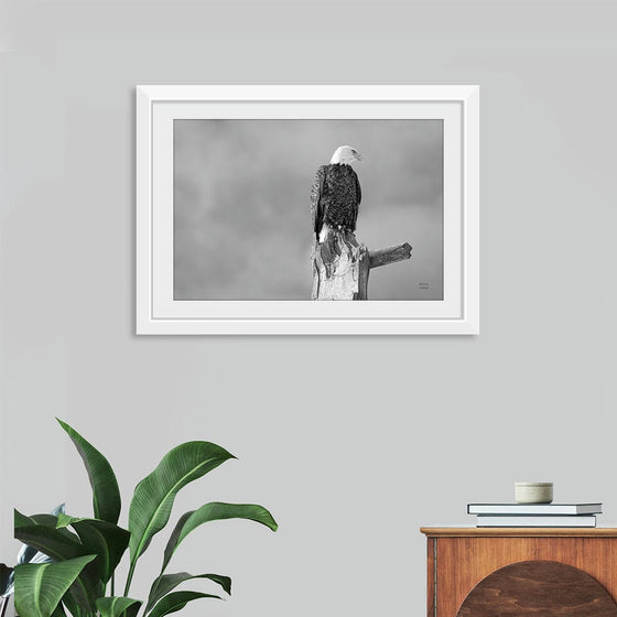 “Eagle Perch BW“, Nathan Larson