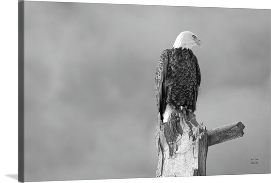 “Eagle Perch BW“, Nathan Larson