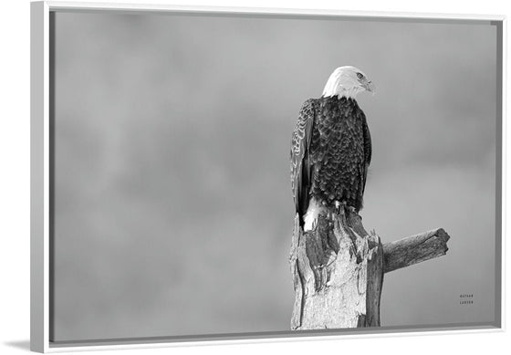 “Eagle Perch BW“, Nathan Larson