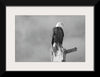 “Eagle Perch BW“, Nathan Larson