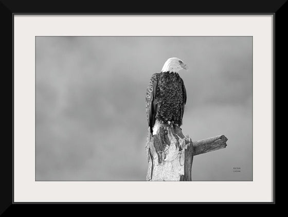 “Eagle Perch BW“, Nathan Larson