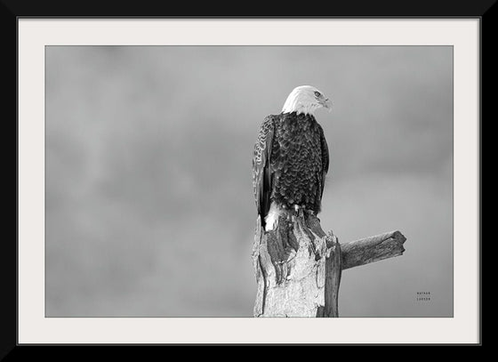 “Eagle Perch BW“, Nathan Larson