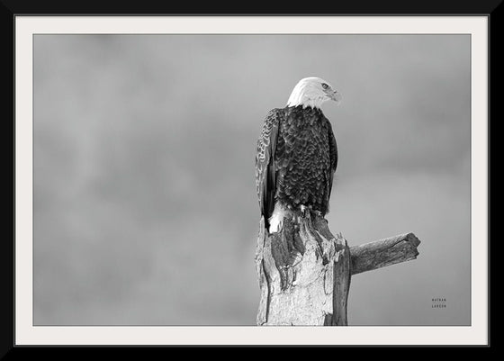 “Eagle Perch BW“, Nathan Larson