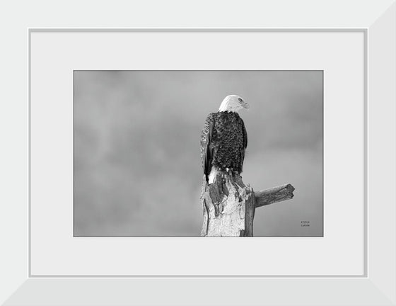 “Eagle Perch BW“, Nathan Larson