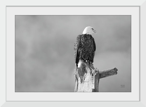 “Eagle Perch BW“, Nathan Larson