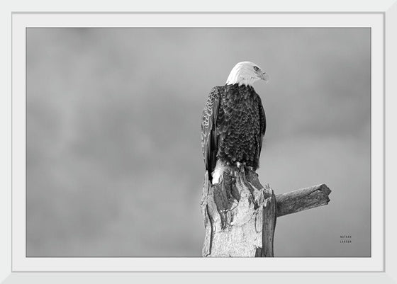 “Eagle Perch BW“, Nathan Larson