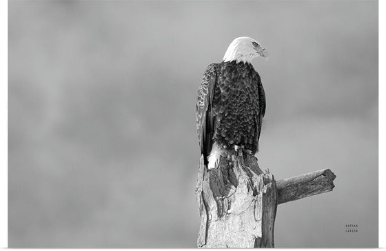 “Eagle Perch BW“, Nathan Larson