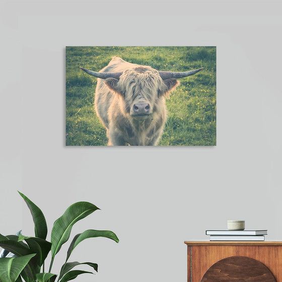 “Highland Cow Staring Contest Color“, Nathan Larson