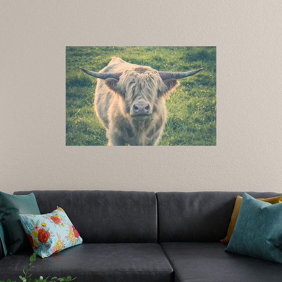 “Highland Cow Staring Contest Color“, Nathan Larson