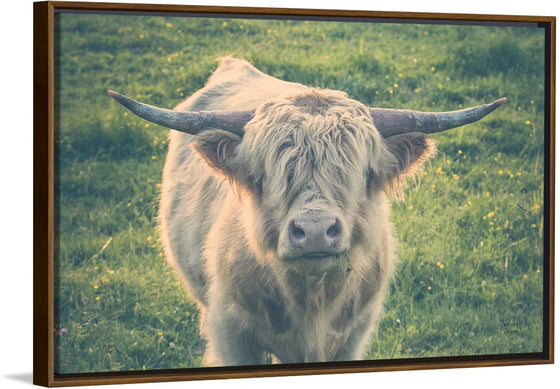 “Highland Cow Staring Contest Color“, Nathan Larson