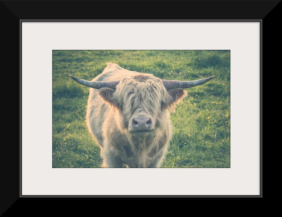 “Highland Cow Staring Contest Color“, Nathan Larson