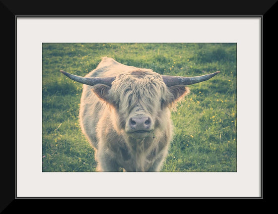 “Highland Cow Staring Contest Color“, Nathan Larson