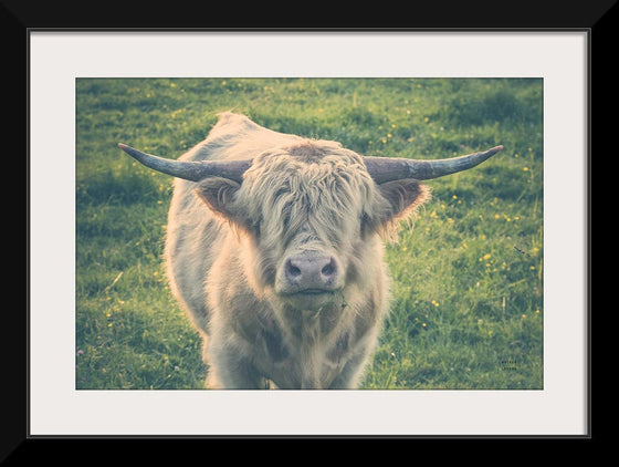 “Highland Cow Staring Contest Color“, Nathan Larson