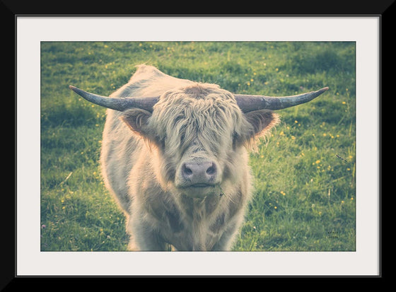 “Highland Cow Staring Contest Color“, Nathan Larson