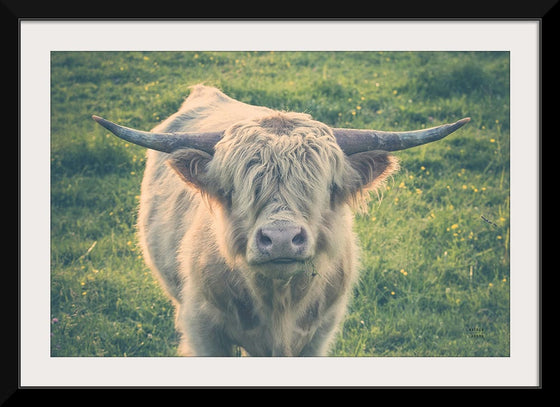 “Highland Cow Staring Contest Color“, Nathan Larson