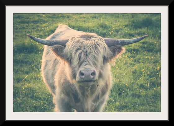 “Highland Cow Staring Contest Color“, Nathan Larson