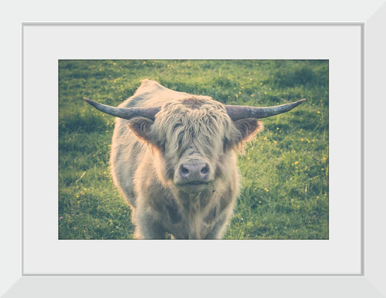 “Highland Cow Staring Contest Color“, Nathan Larson