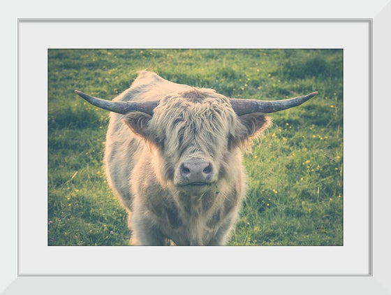 “Highland Cow Staring Contest Color“, Nathan Larson