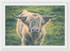 “Highland Cow Staring Contest Color“, Nathan Larson