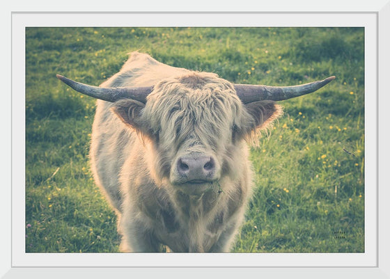 “Highland Cow Staring Contest Color“, Nathan Larson