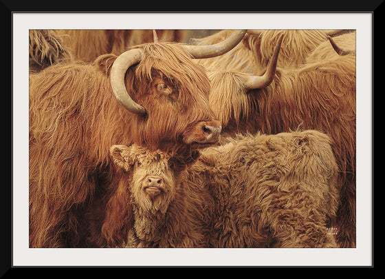 “Highland Cow Under Cover Sepia“, Nathan Larson