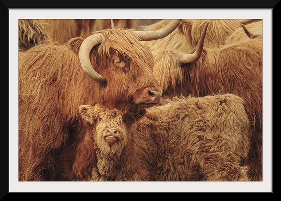 “Highland Cow Under Cover Sepia“, Nathan Larson