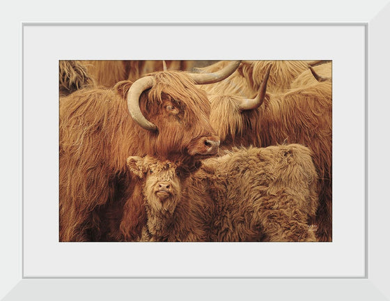 “Highland Cow Under Cover Sepia“, Nathan Larson