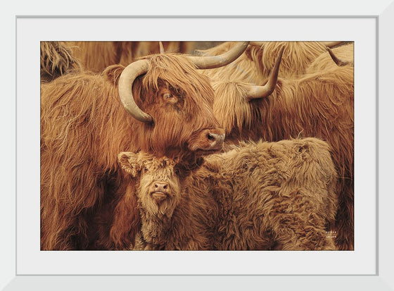 “Highland Cow Under Cover Sepia“, Nathan Larson