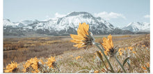  “Mountain Blooms“, Nathan Larson