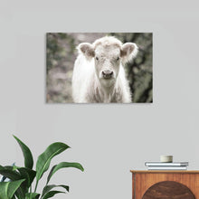  “White Calf” by Nathan Larson invites you into a world of serene elegance. This exquisite print captures a moment of pure innocence and tranquility, as a gentle calf graces your space with its presence. The soft white tones and intricate details bring a touch of nature’s elegance into your home, creating an atmosphere of peace and harmony. 