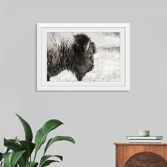 “Bison Profile BW“, Nathan Larson