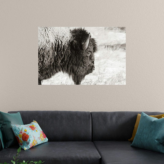 “Bison Profile BW“, Nathan Larson