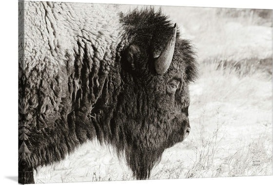 “Bison Profile BW“, Nathan Larson