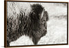 “Bison Profile BW“, Nathan Larson