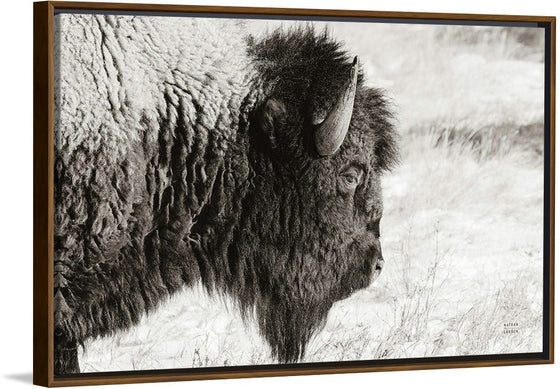 “Bison Profile BW“, Nathan Larson