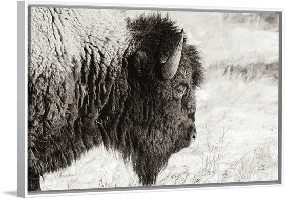 “Bison Profile BW“, Nathan Larson