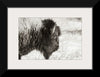 “Bison Profile BW“, Nathan Larson