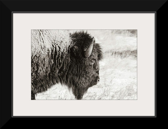 “Bison Profile BW“, Nathan Larson