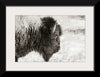 “Bison Profile BW“, Nathan Larson