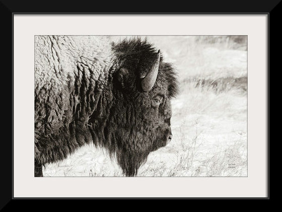 “Bison Profile BW“, Nathan Larson