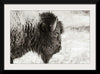 “Bison Profile BW“, Nathan Larson