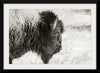 “Bison Profile BW“, Nathan Larson