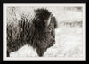 “Bison Profile BW“, Nathan Larson