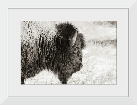 “Bison Profile BW“, Nathan Larson